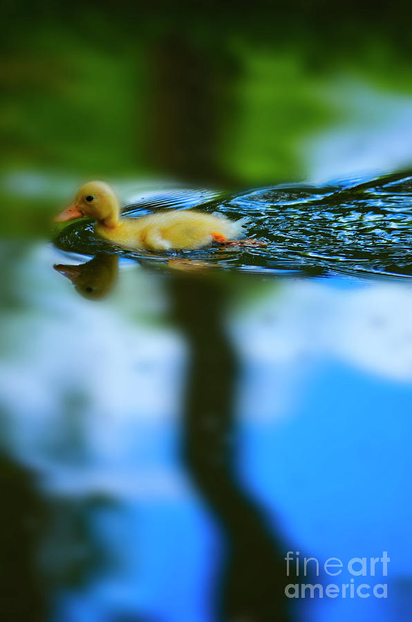 Duckling on Smooth Water Photograph by Mary Machare