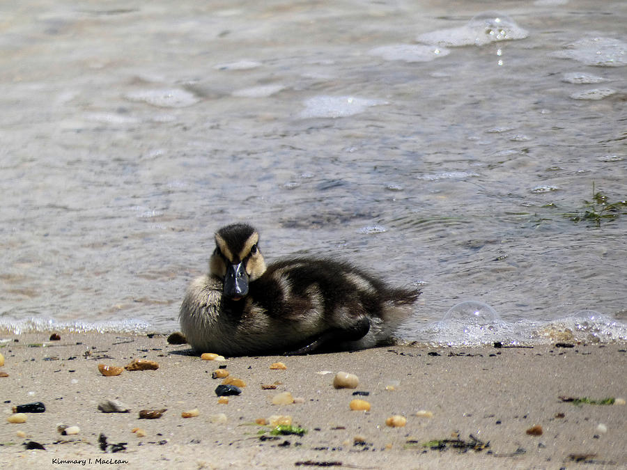 Duckling on the Beach Photograph by Kimmary I MacLean