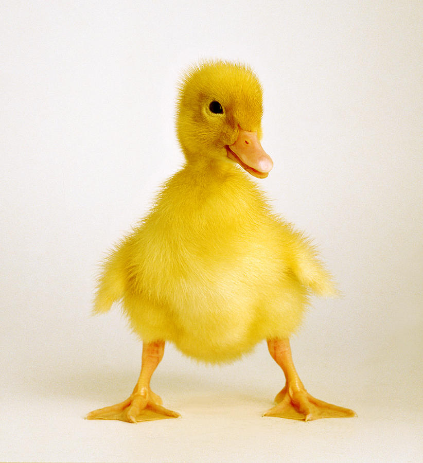 Duckling Photograph by Tony Evans/Timelapse Library Ltd.