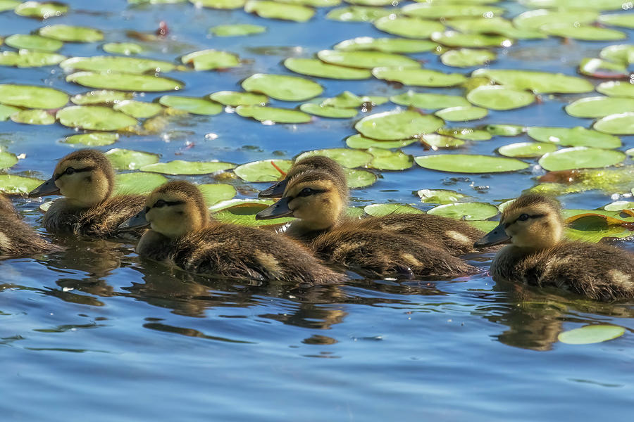 Ducklings Among The Water Lilies Photograph