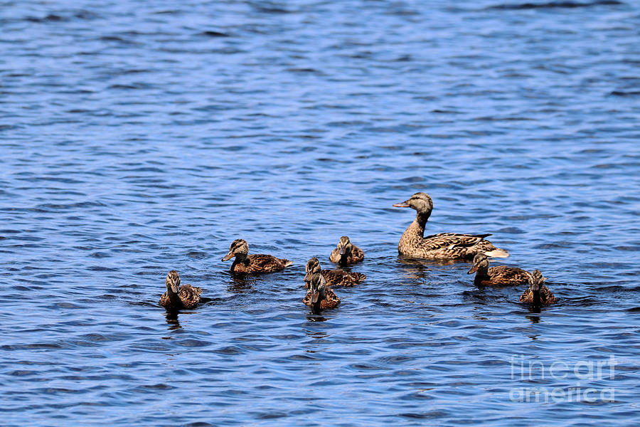 Ducklings At Play Photograph by Diann Fisher - Fine Art America