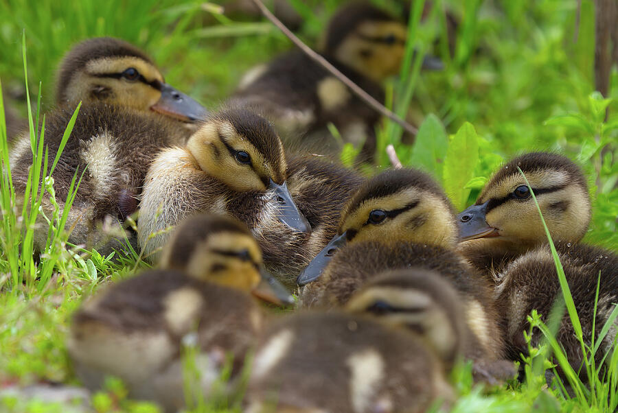 Ducklings I Photograph by DK Barker - Fine Art America