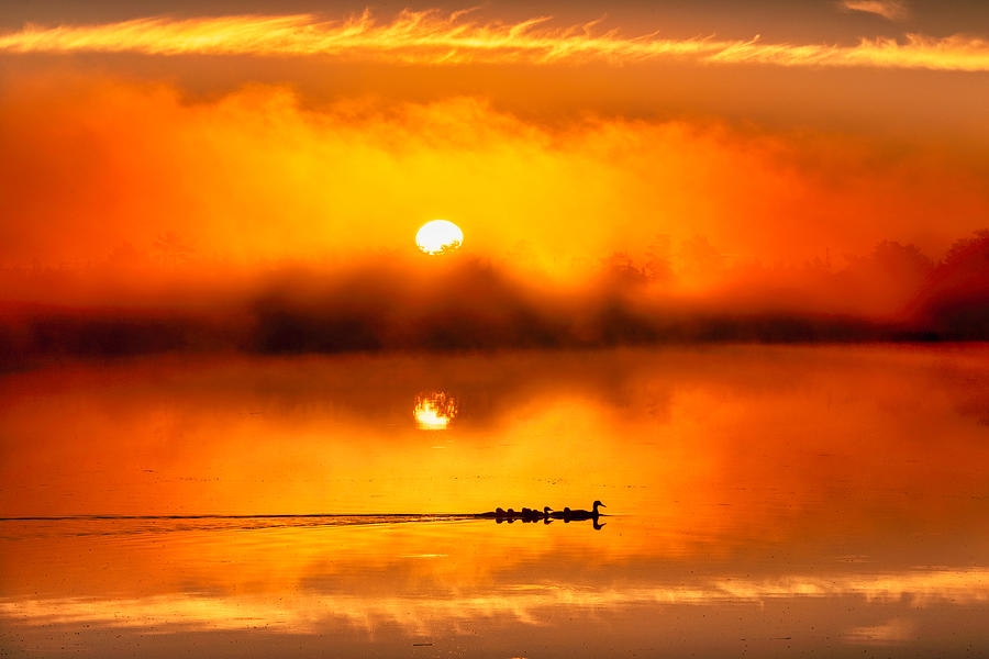 Ducklings in Tow Sunrise Photograph by Ron Wiltse
