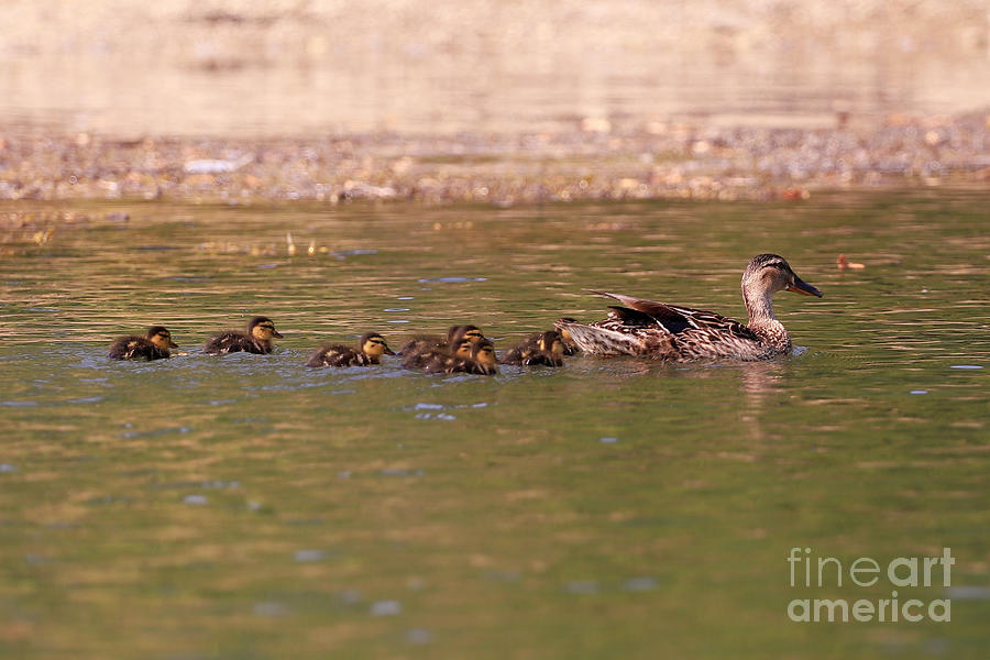 Ducklings Out With Mum Photograph by Terri Waters