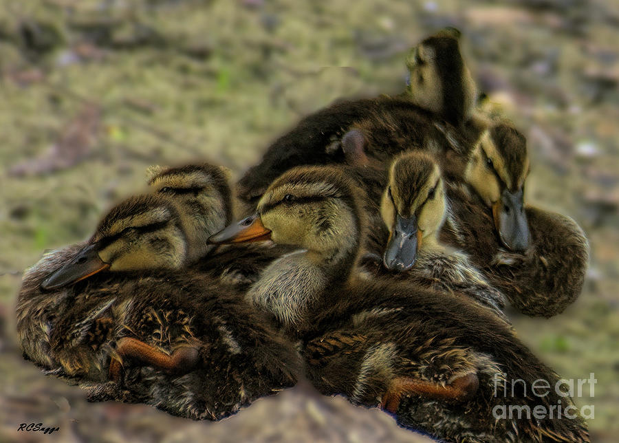 Ducklings Photograph by Robert Suggs