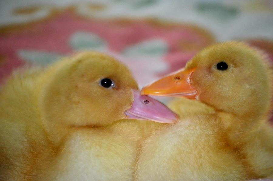 Ducklings s5 Photograph by Les Classics - Fine Art America