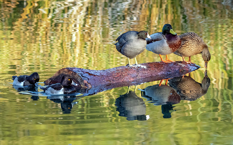 Ducks 9472-121519-2 Photograph by Tam Ryan