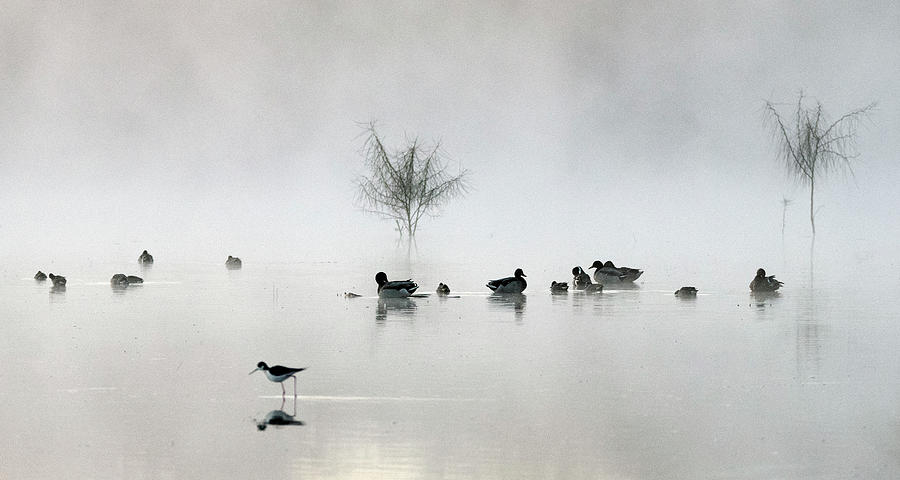 Nature Photograph - Ducks and Black-necked Stilt in the Mist 4944-020924-2 by Tam Ryan