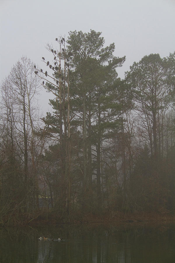 Ducks and Buzzards in the Fog Photograph by Kathy Clark