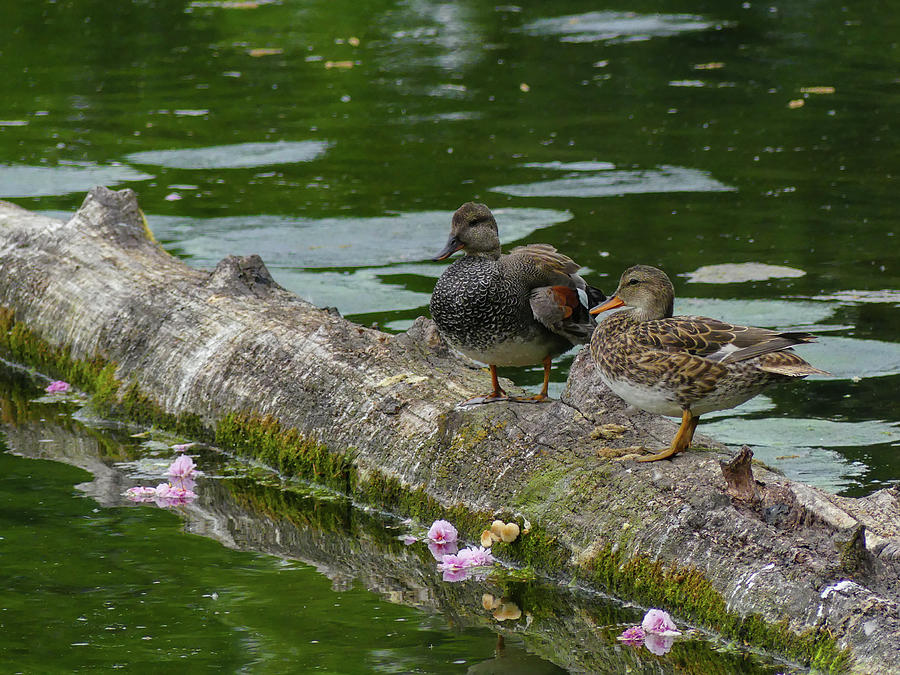 Ducks and Flowers Photograph by Teresa Herlinger