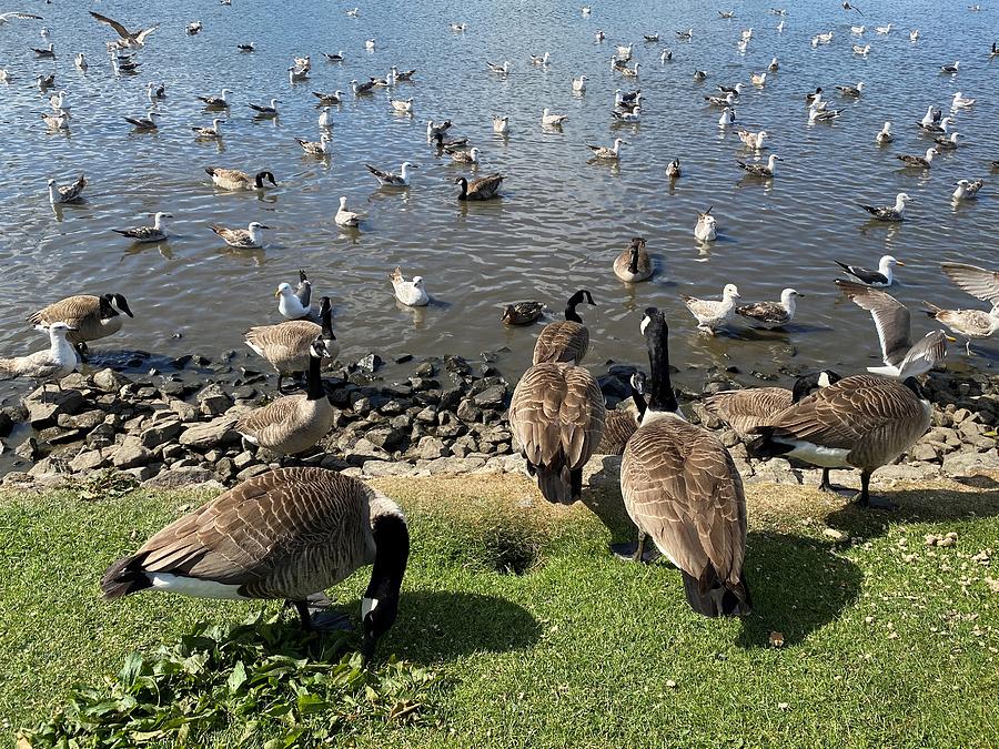 Ducks and Geese on Keighley Tarn, UK Photograph by Derek Oldfield ...