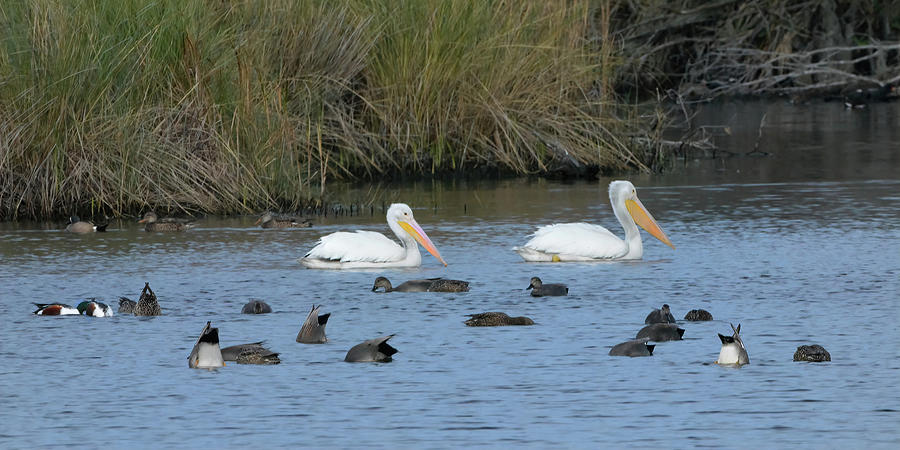 Ducks and Pelicans Photograph by Jerry Griffin