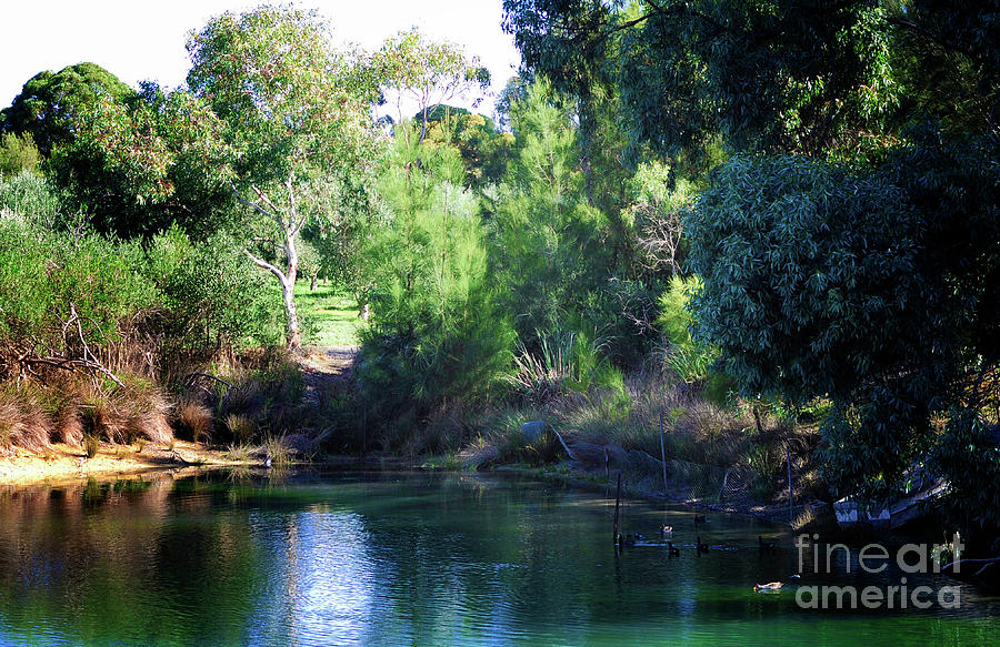 Ducks and water fowl swimming in the shade of the duck pond Photograph by Milleflore Images