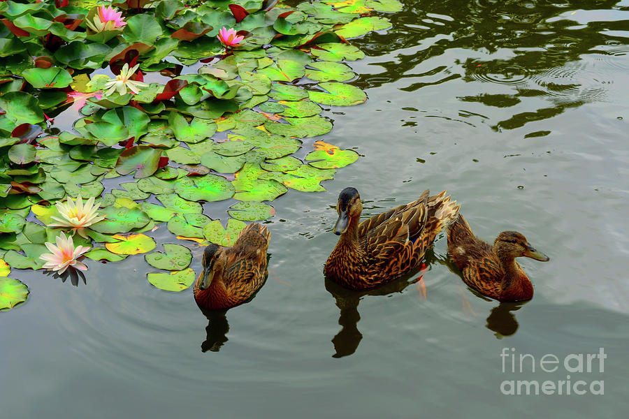 Duck Photograph - Ducks and Water Lilies by Yvonne Johnstone