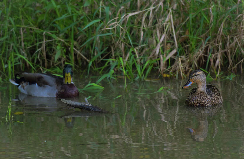 Ducks At Cuyahoga Valley National Park Photograph By Adam Modena - Fine 