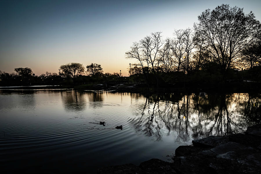 Ducks at dawn  Photograph by Sven Brogren