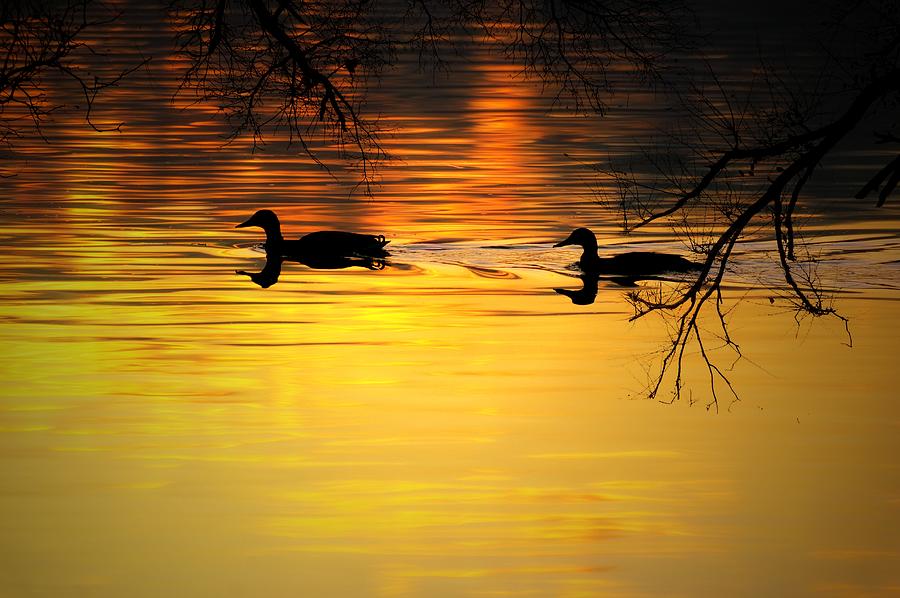 Ducks at Dawn Photograph by Toby Horton - Fine Art America