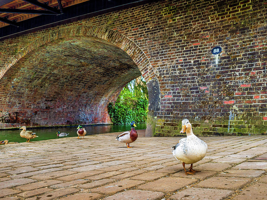 Ducks at Hungerford, Berkshire, England, UK Photograph by Mark Llewellyn