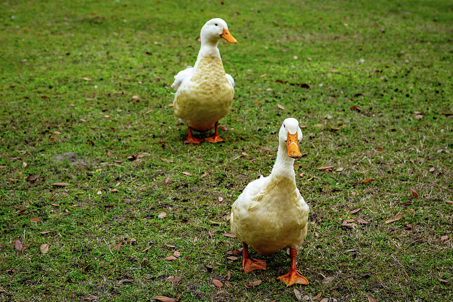 Ducks at Middleton Place Plantation Photograph by Cindy Robinson