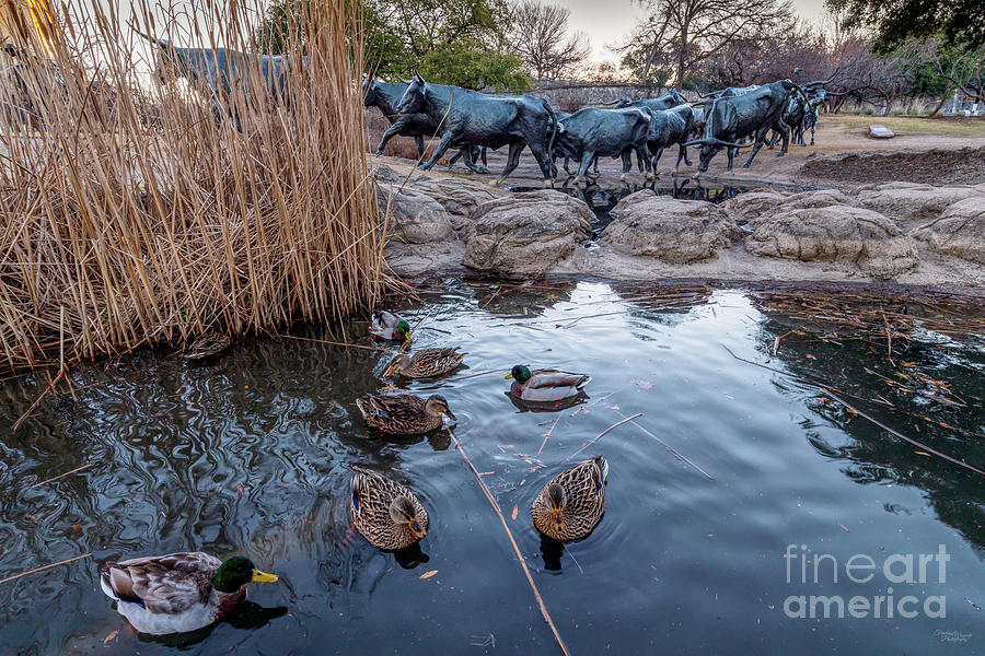 Ducks At Pioneer Plaza Dallas Photograph by Jennifer White