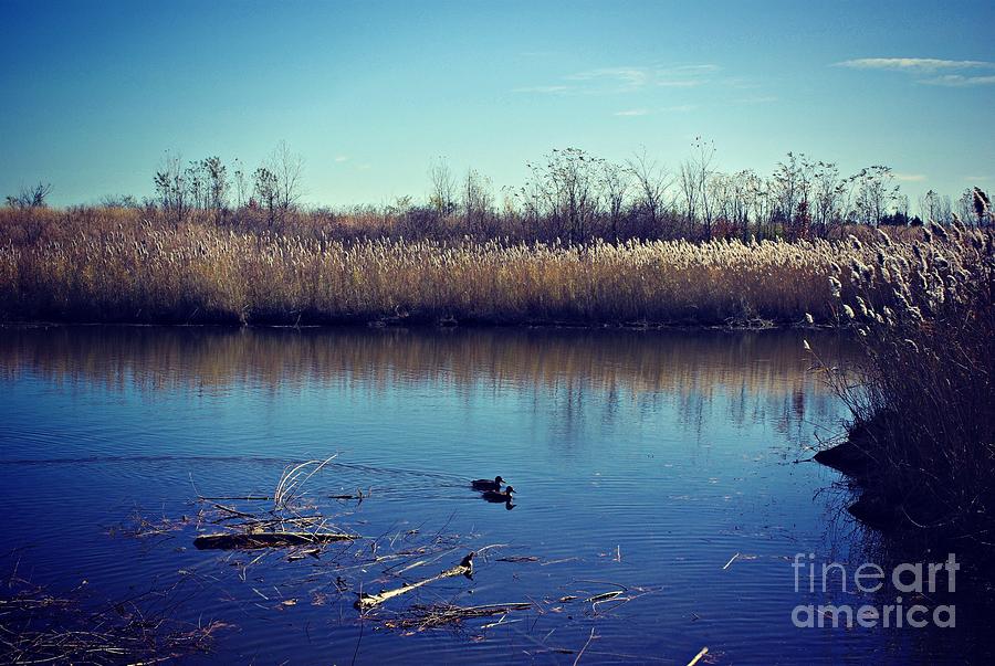 Ducks at Prairie Lake Photograph by Frank J Casella