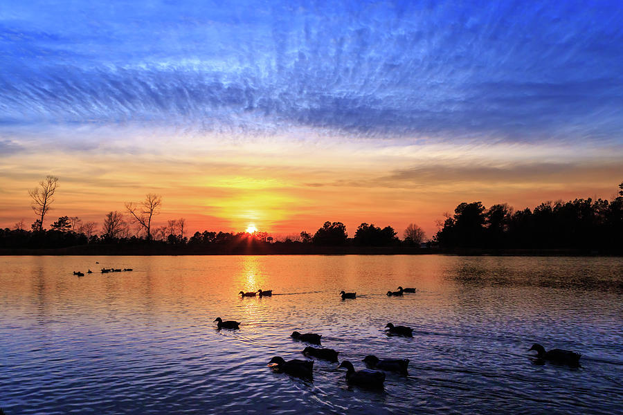 Ducks At Sunset In East Texas Photograph by James Eddy