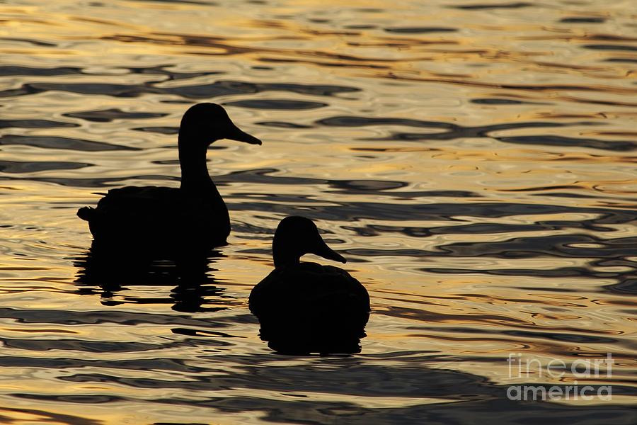 Ducks at Sunset Photograph by Joanne Carey