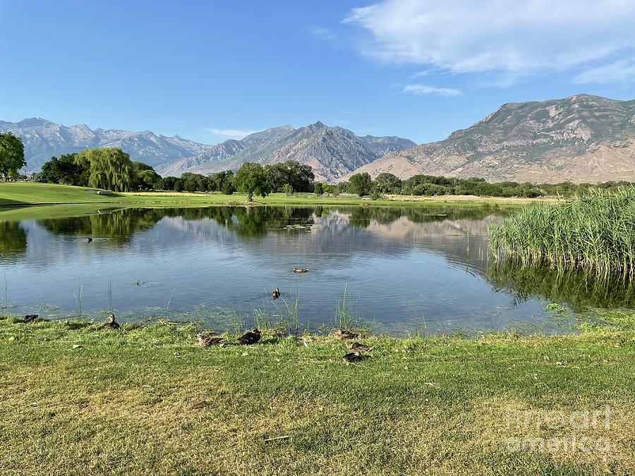 Ducks at the Golf Course Photograph by Jared Quan - Fine Art America