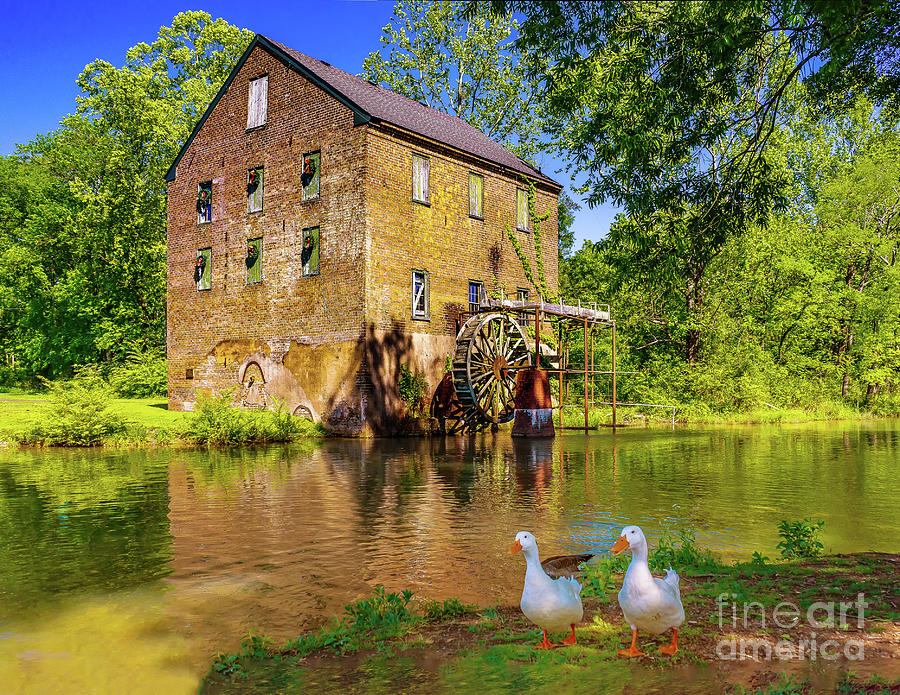 Ducks at the Mill Photograph by Nick Zelinsky Jr