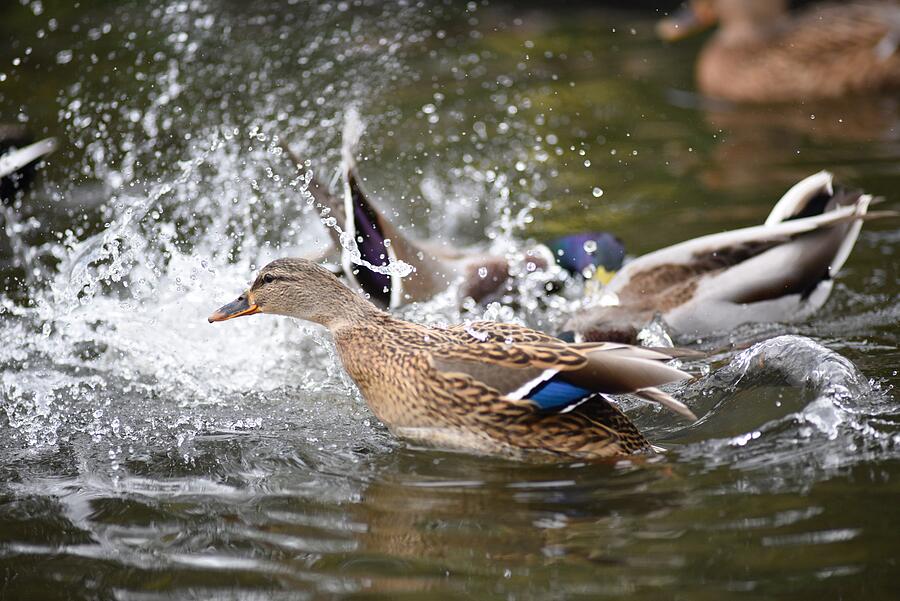 Bird Photograph - Ducks Bathing  by Neil R Finlay