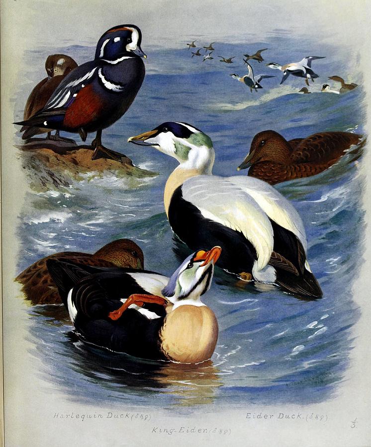 Ducks By Archibald Thorburn Mixed Media by World Art Collective