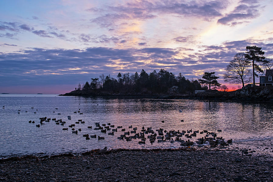 Ducks Congregating on Grace Oliver Beach Marblehead Massachusetts Red and Purple Sunrise Photograph by Toby McGuire