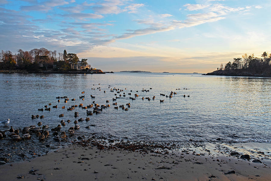 Ducks Congregating on Grace Oliver Beach Marblehead Massachusetts at Sunrise Photograph by Toby McGuire