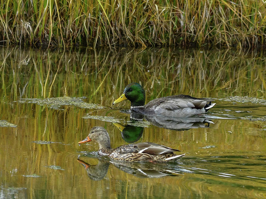 Ducks Floating On The River Photograph by Yeates Photography