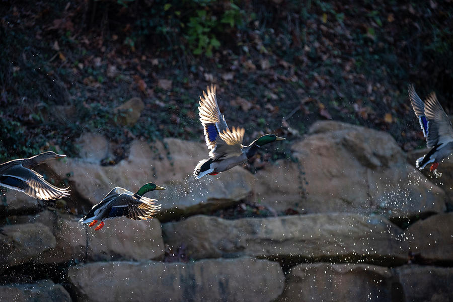 Ducks flying away fast Photograph by Dan Friend