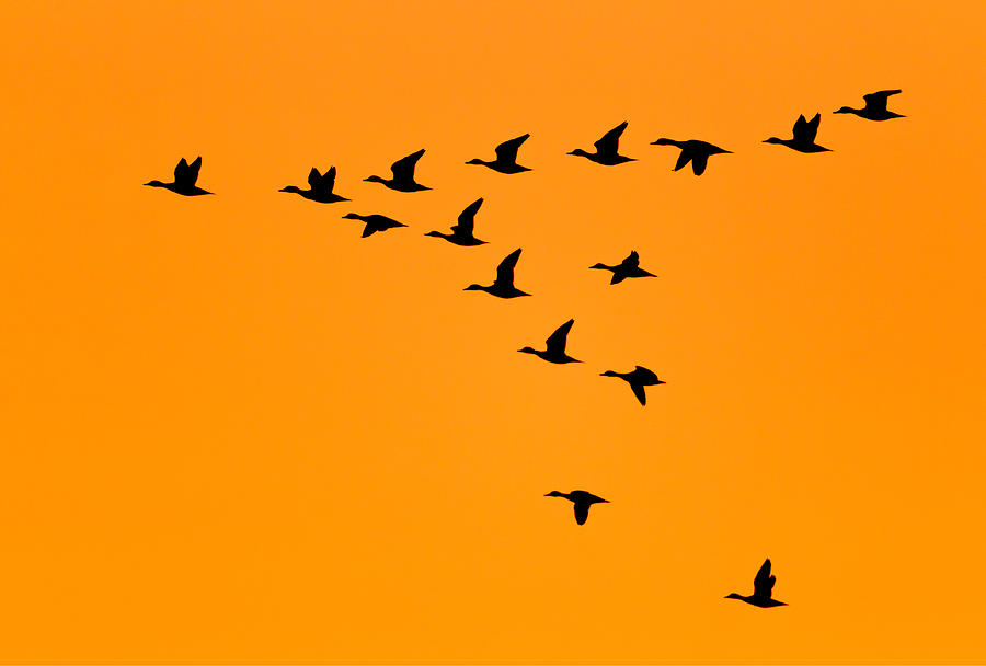Ducks flying in V Formation at Sunrise Photograph by KenCanning