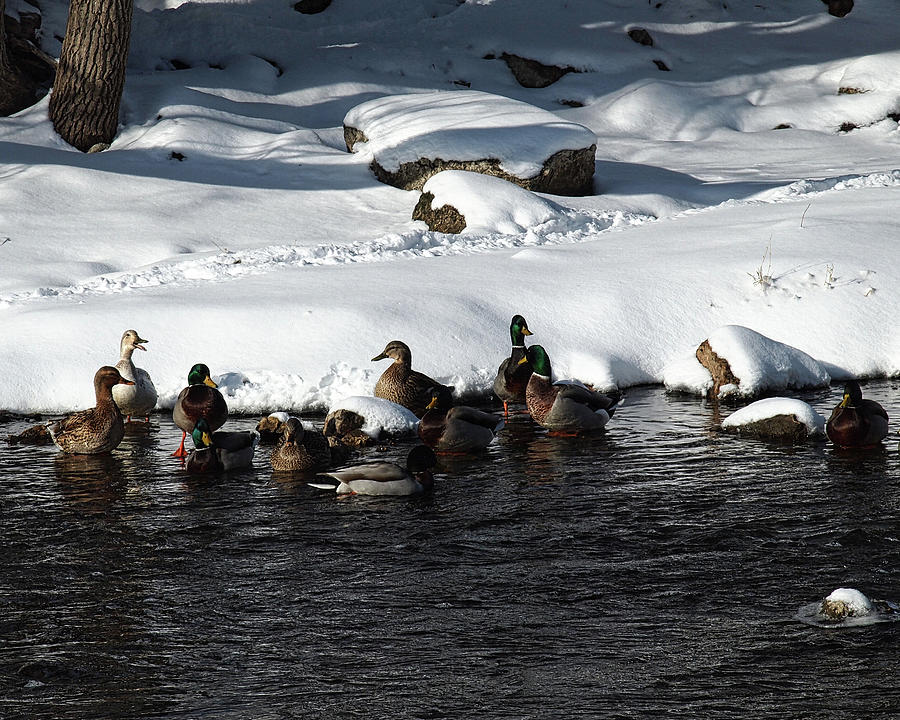 Ducks Galore  Photograph by Scott Olsen
