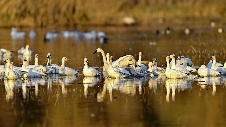 Ducks, Geese and Swans in Golden Hours Photograph by Amazing Action Photo Video