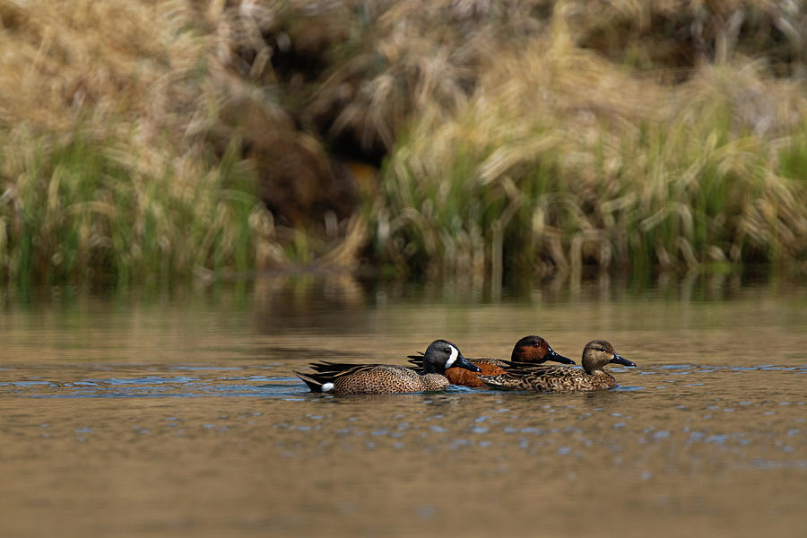 Ducks Hanging Out  Photograph by Julieta Belmont