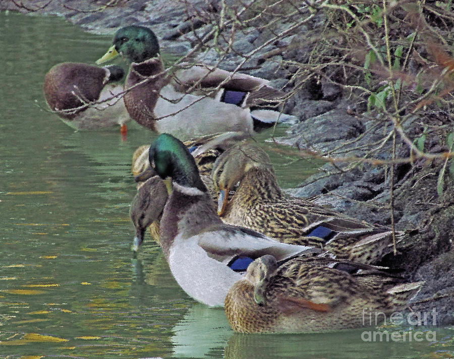 Ducks Haven Photograph by Kim Tran