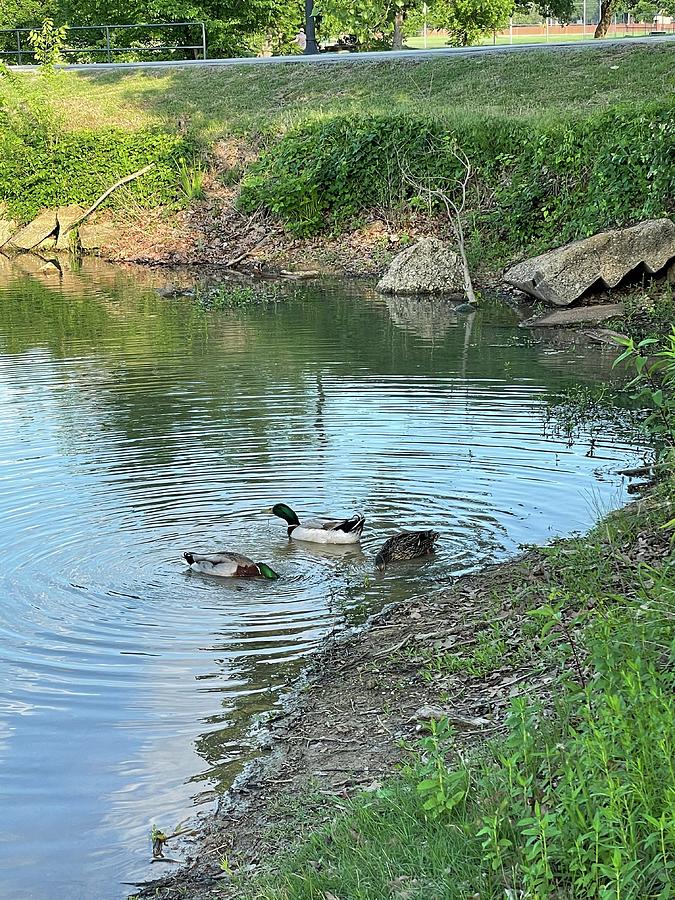 Ducks in a pond  Photograph by Thomas Whitlock