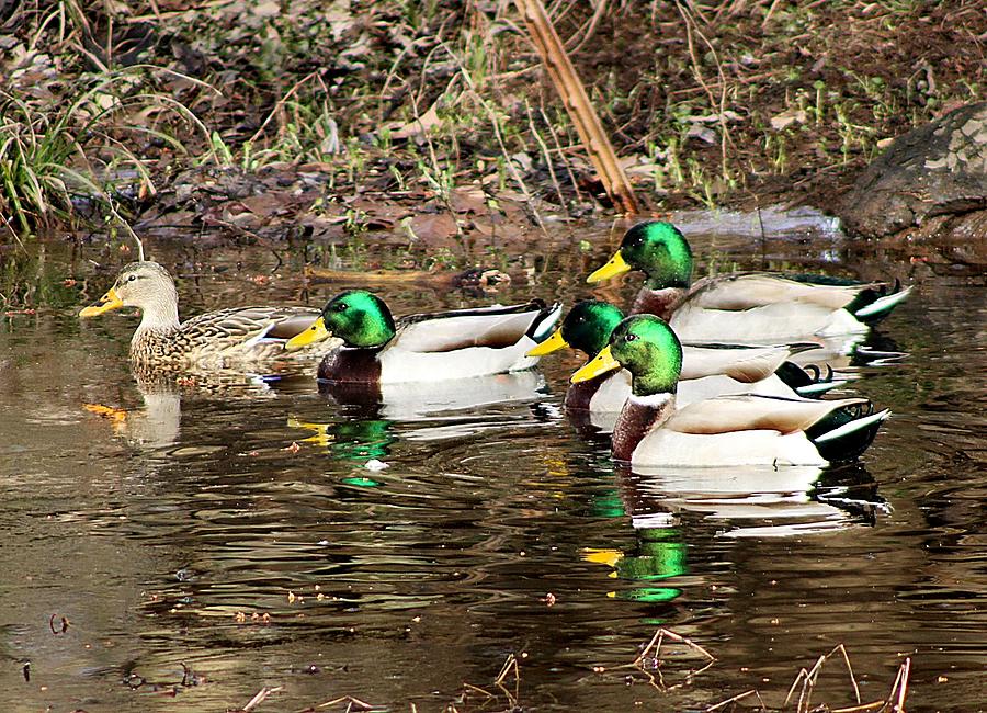 Ducks in a ragged row Photograph by Charles Ray