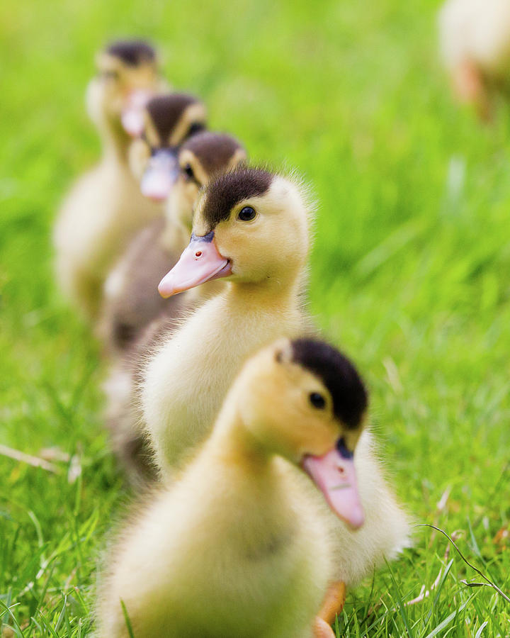 Ducks in a Row Photograph by Belen Bilgic Schneider