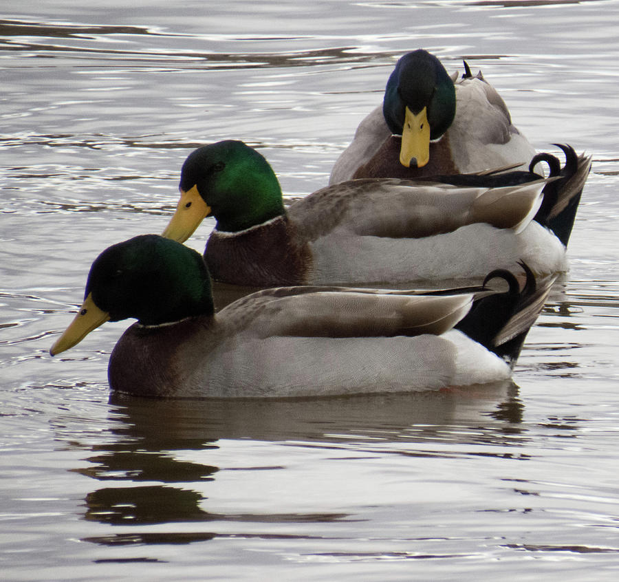 Ducks in a Row Photograph by Christy Garavetto