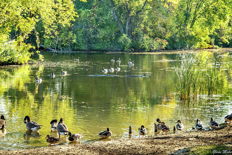 Ducks in a row Photograph by GLENN Mohs