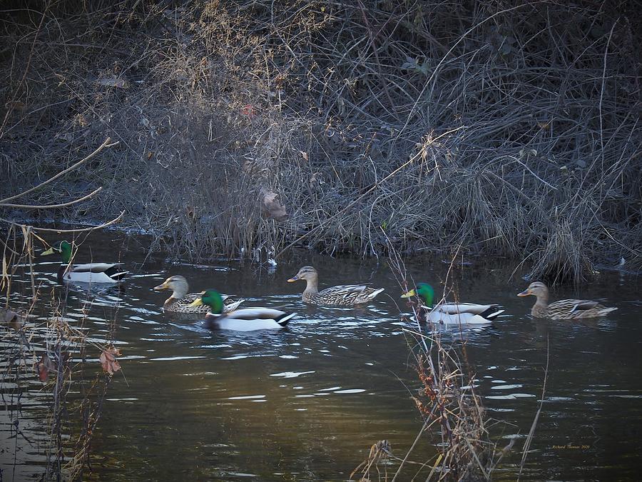 Ducks in a Row Photograph by Richard Thomas