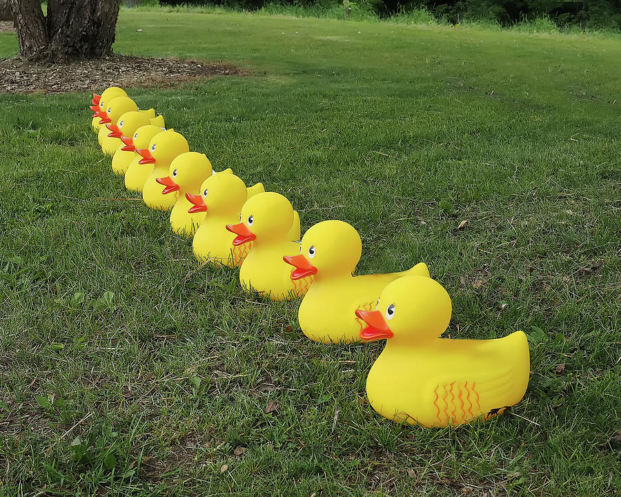 Ducks in a Row Photograph by Scott Olsen