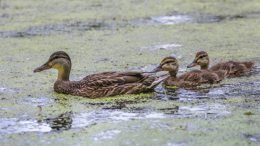 Ducks in a Row Photograph by Susan Rissi Tregoning