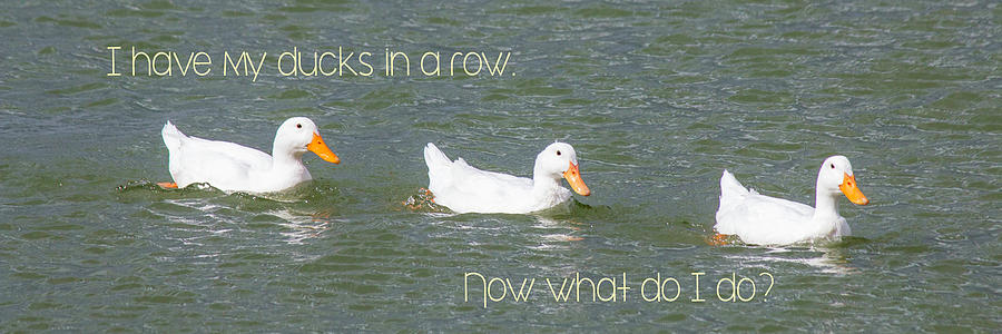 Ducks In A Row Photograph