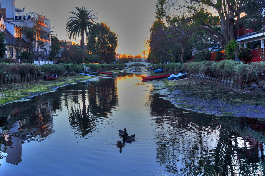 Ducks In Canal Photograph by Richard Omura